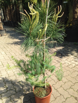 Mittelmeer-Pinie - Pinus Halepensis -170 cm