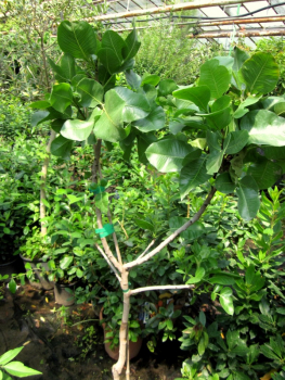 Pistacia vera - echte Pistazie - veredelt  - weibliche Pflanze -180cm