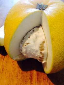 Pomelo -  Citrus maxima - 150cm