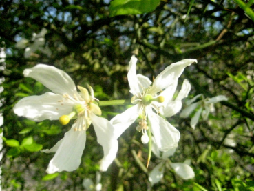 Bitterzitrone - Dreiblättrige Orange - Poncirus trifoliata - 130cm-