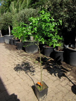 Dreiblättrige Orange - Poncirus trifoliata  Monstrosa 'Flying Dragon' - Bitterzitrone - 160cm