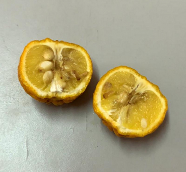 Dreiblättrige Orange - Poncirus trifoliata  Monstrosa 'Flying Dragon' - Bitterzitrone - 160cm
