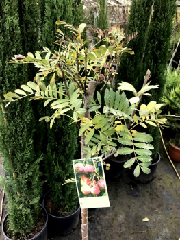 Sorbus domestica - Speierling - Spierapfel