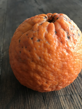 Tangelo 'Nova' - Citrus reticulata x paradisi'- grosse süsse Mandarine