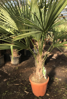 ANGEBOT !!!   Hanfpalme  150cm - Trachycarpus fortunei - StH 30-- winterharte Palme