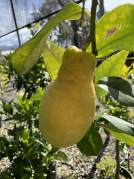 Vier-Jahreszeiten-Zitrone - Zitronenbaum 120cm - Citrus limon 'lunario - wiederblühende Zitrone -