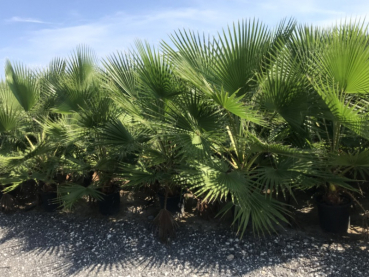Mexikanische Washingtonpalme - Petticoatpalme - Washingtonia robusta -170cm