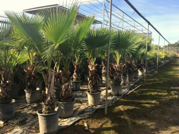 Mexikanische Washingtonpalme - Petticoatpalme - Washingtonia robusta -170cm