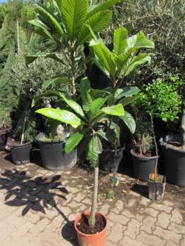 Wollmispel - Japanische Wollmispel - Nespoli - Eriobotrya japonica