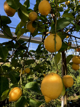 Zitronenbaum - Citrus limon 'Eureka' - 170cm - Hochstamm extra - Zitrone