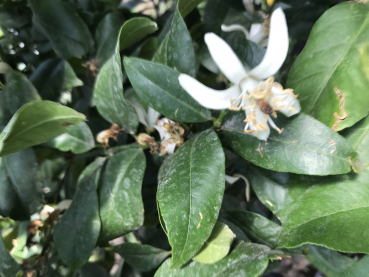 Zitronenbaum 'Citrus limon lunario'