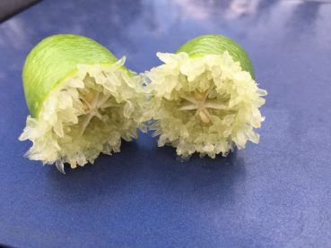 Microcitrus australasica faustrimedin