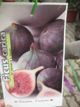 Feigenbaum