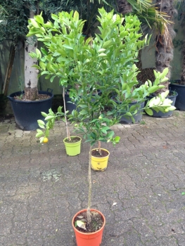 Calamondin - Citrus mitis - Ziermandarine - Mandarinorange - 130cm