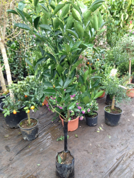 Cara-Cara Orange - Citrus sinensis 'Cara-Cara' - Orangenbaum 140cm