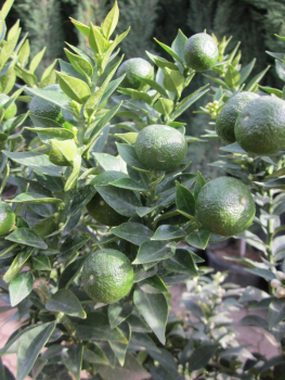 Citrus myrtifolia, Duftorange