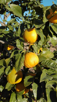 Bergamotte - Citrus bergamia 'fantastico' - 160cm