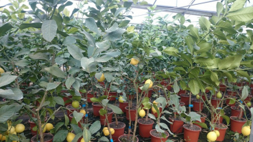 Zitrone - Citrus limon 'eureka' -  160cm  - Zitronenbaum