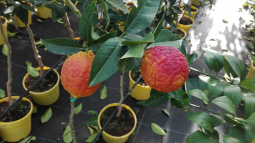 Rote Zitrone - Citrus limon 'rosso' -  80cm