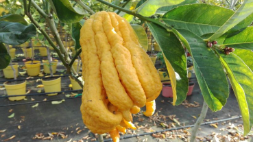 Buddha's Hand Zitrone - Citrus medica 'digitata' - Fingerzitrone