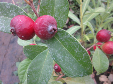 Erdbeerguave - Rote Guave - Psidium littorale - 130cm