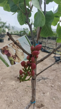 Pistacia vera - echte Pistazie - veredelt  - weibliche Pflanze -180cm