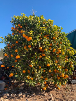 Vanille-Orange,Citrus sinensis'Vaniglia'
