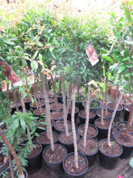Granatapfelbaum 150cm - Punica granatum - veredelt - Granatapfel
