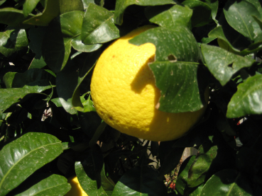 Gelbe Grapefruit - Citrus paradisi 'Oro blanco'