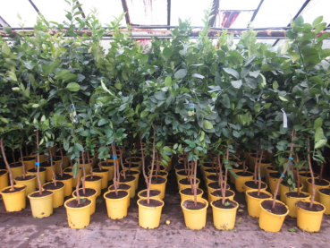 Tahiti-Limette - 170cm - Persische Limette - Citrus latifoliia