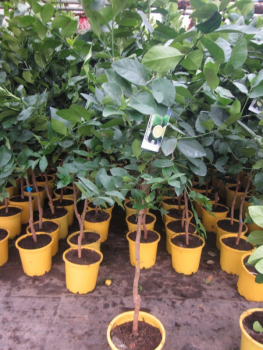 Tahiti-Limette - 170cm - Persische Limette - Citrus latifoliia