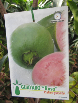 Echte Guave  -  Gelbe Guave -  Psidium guajava - Busch