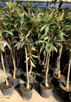 Wollmispel - Japanische Wollmispel - Nespoli - Eriobotrya japonica