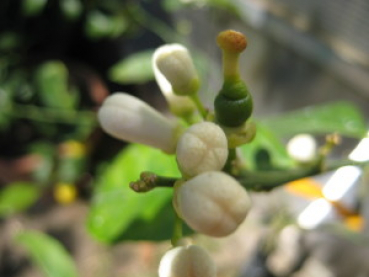 Mittelmeer-Mandarine - Citrus reticulata 'Avana' - Mandarine