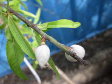 Mandelbaum - Süsse Mandel -  Prunus amygladis -