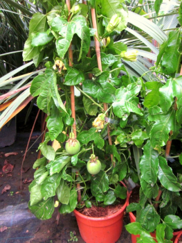 Maracuja edulis - Passionsfrucht - Passiflora edulis - Passionsblume - Pyramide