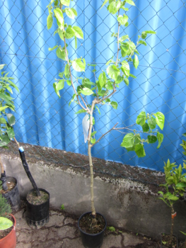 Maulbeerbaum rot - Morus rubra - Maulbeerbaum  -   160cm