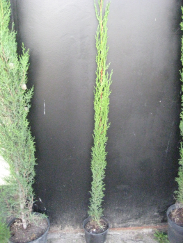 10x Mittelmeerzypresse - Säulenzypresse - Mittelmeer-Zypressen 120cm - Cupressus sempervirens -Toskanazypresse