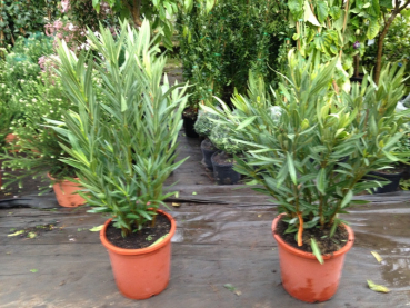 Oleander  -  Nerium oleander - gelbe Blüten - 80cm