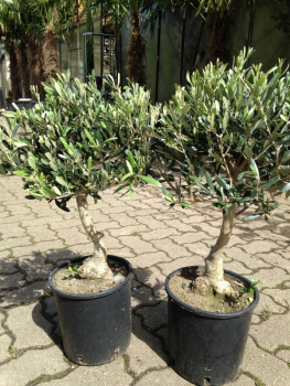 Olivenbaum -- Bonsai Olive --  Olea europeae