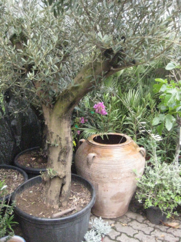 Olivenbaum - Olea europeae - Solitär - Olive -   180cm -  STU 30-40cm