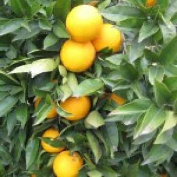 Cara-Cara Orange - Citrus sinensis 'Cara-Cara' - Orangenbaum 140cm