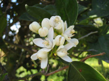 Blutorange Citrus sinensis sanguinella