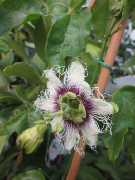 Passiflora edulis,maracuja