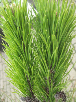 Pinie (Pinus pinea)