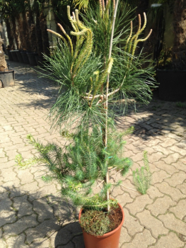 Mittelmeer-Pinie  - Pinus Pinea 120 cm - Pinienbaum