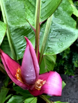 Rote Banane  Red dacca -Musa accuminata - Bananenstaude - 120cm