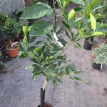Satsuma Myagawa -  Citrus unshiu 'Myagawa'