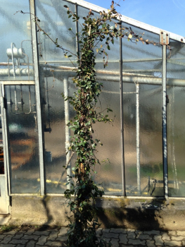 Sternjasmin - Pyramide - Trachelospermum jasminoides 250cm