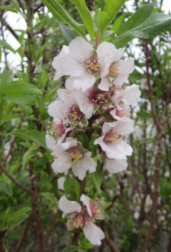 Süßmandel Mandelbaum 'Tuono' Winterharte Pflanze 130-160cm Prunus